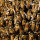 Imagen para el artículo titulado El vídeo de esta mujer rescatando cientos de abejas con sus manos desnudas es una clase magistral y fascinante
